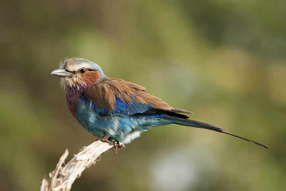 Lilac-breasted Roller in Amboseli National Park Lilac-breasted Roller in Amboseli National Park