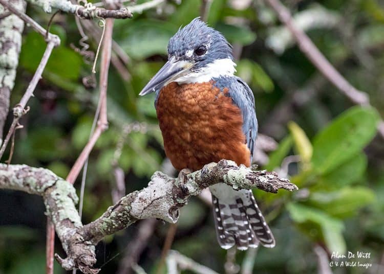 Kingfishers in the Pantanal Kingfishers in the Pantanal