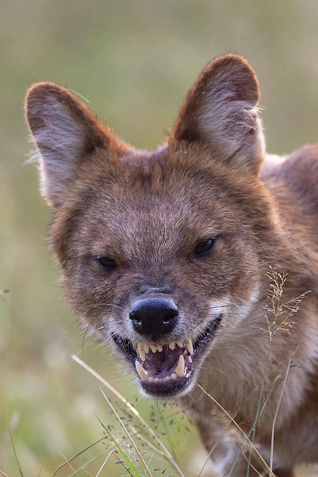 Courting Wild Dogs in Bandipur Courting Wild Dogs in Bandipur