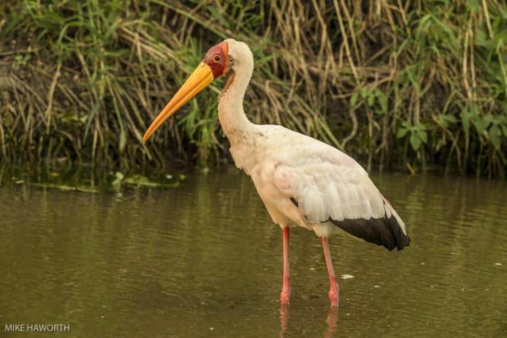 Serengeti birdlife in spring Serengeti birdlife in spring