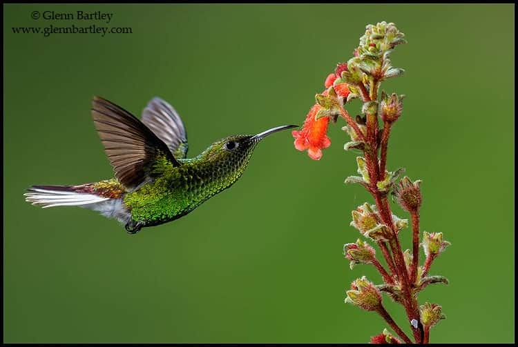 VOTE for the Best Photo of the Week 13 Feb 2016 VOTE for the Best Photo of the Week 13 Feb 2016