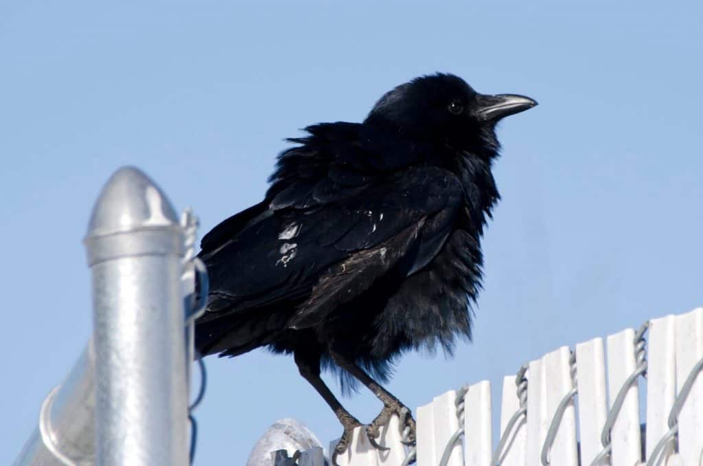 Wendy’s Crows Wendy’s Crows