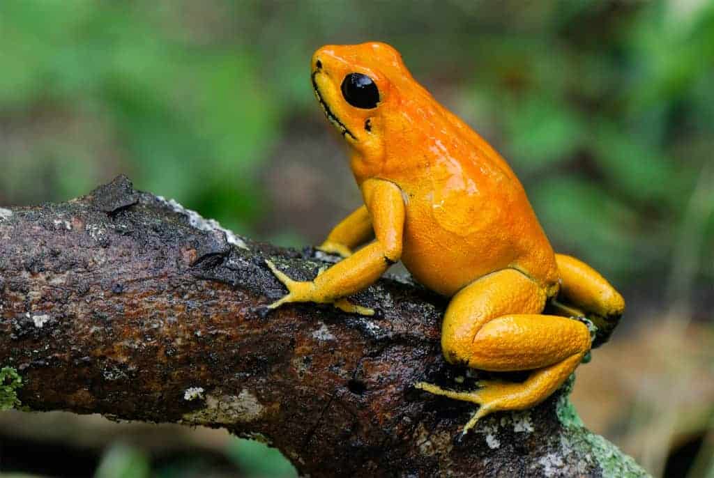 Video: The golden poison dart frog: ‘Like holding a loaded gun’ Video: The golden poison dart frog: ‘Like holding a loaded gun’