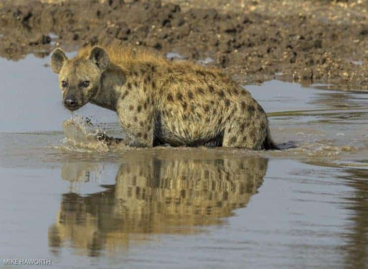 Serengeti’s bone crushers Serengeti’s bone crushers