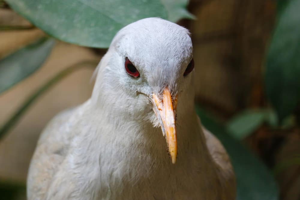 5 of the Rarest Birds & Where to Find Them 5 of the Rarest Birds & Where to Find Them