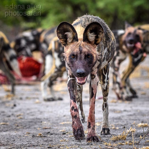 Doggone… Doggone…