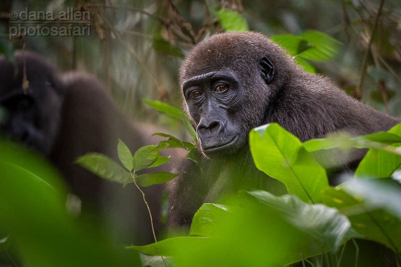 Gorilla gorilla gorilla… Gorilla gorilla gorilla…