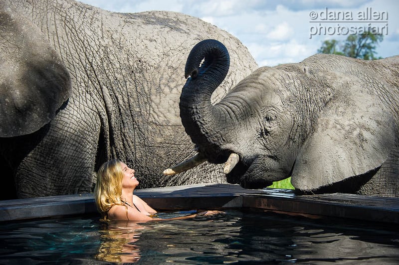 The Elephants of Abu… The Elephants of Abu…