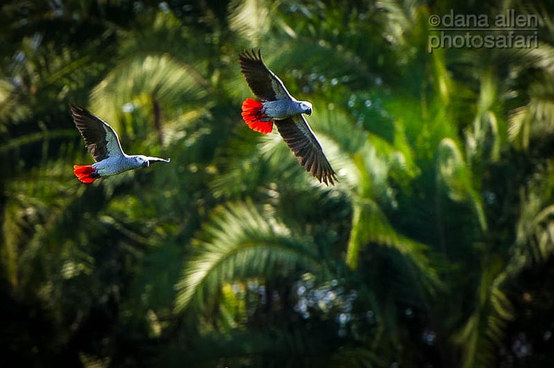 Flight of Freedom… Flight of Freedom…