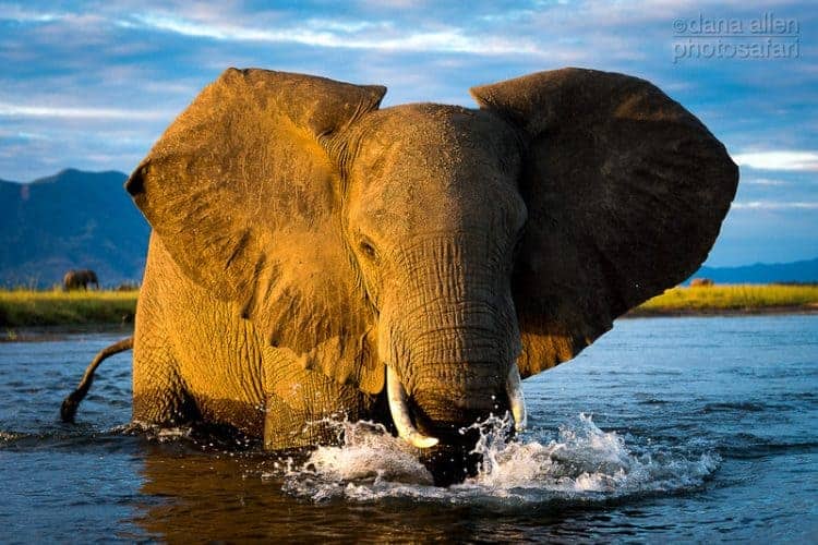 Zambezi Crossing… Zambezi Crossing…