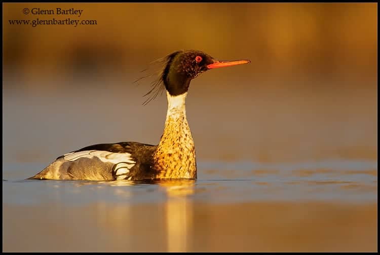 VOTE for the Best Photo of the Week 18 Jul 2015 VOTE for the Best Photo of the Week 18 Jul 2015