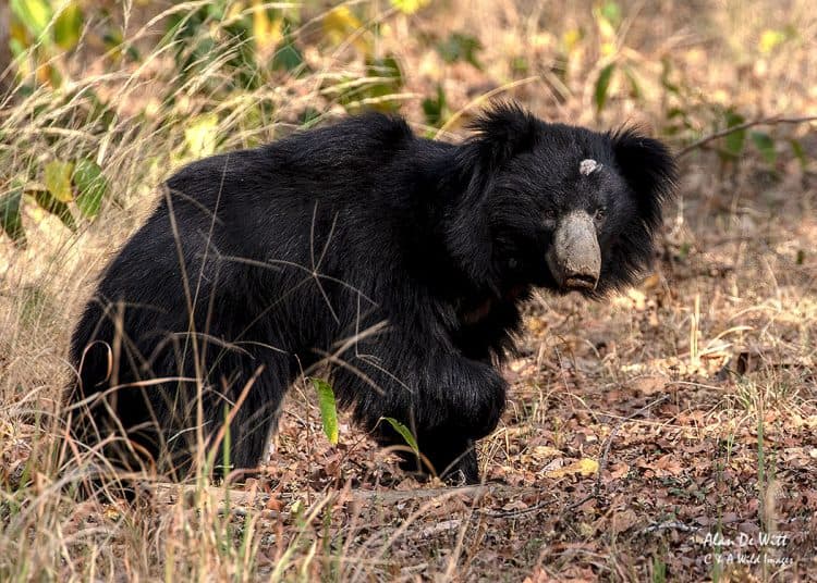 Satpura one of India’s least-known national parks Satpura one of India’s least-known national parks
