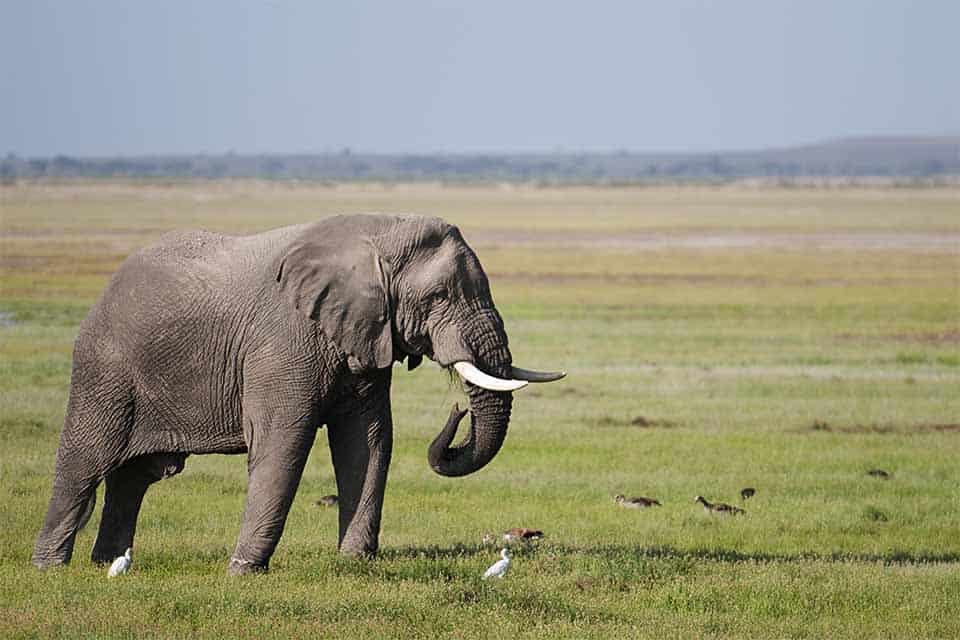 Pink-backed Pelican in Amboseli National Park Pink-backed Pelican in Amboseli National Park