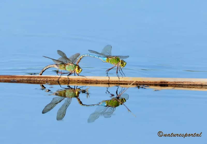 Not A Bird, But They Do Have Wings Not A Bird, But They Do Have Wings