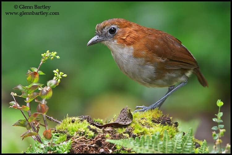 Birds of Ecuador on the Eastern Slopes Birds of Ecuador on the Eastern Slopes
