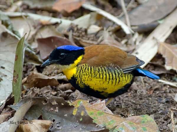 Up to 900 tropical bird species could “go extinct” Up to 900 tropical bird species could “go extinct”