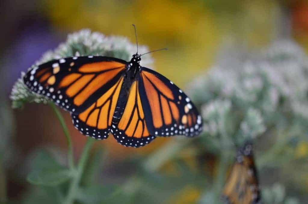 Monarch Butterflies Magical Metamorphosis Begins Anew Monarch Butterflies Magical Metamorphosis Begins Anew