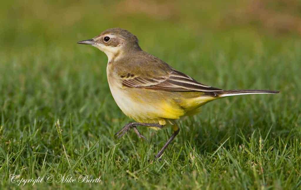 UAE Spring migration begins ! UAE Spring migration begins !