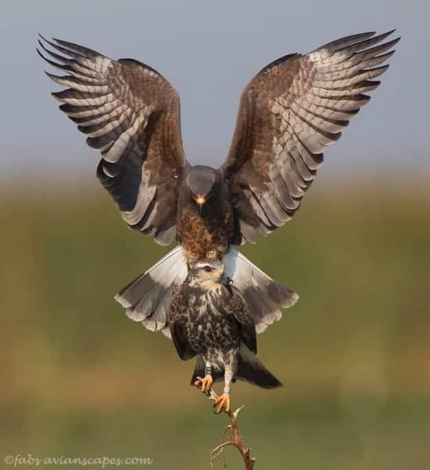 Snail Kite (Rostrhamus sociabilis) by Fabiola Forns Snail Kite (Rostrhamus sociabilis) by Fabiola Forns