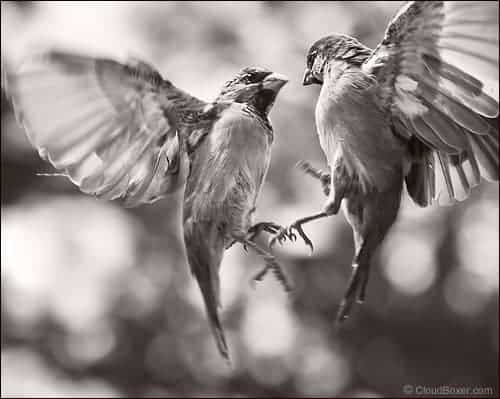Avian Punks Go for Broke Avian Punks Go for Broke