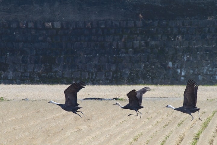 Hooded Crane | Grus monacha Hooded Crane | Grus monacha