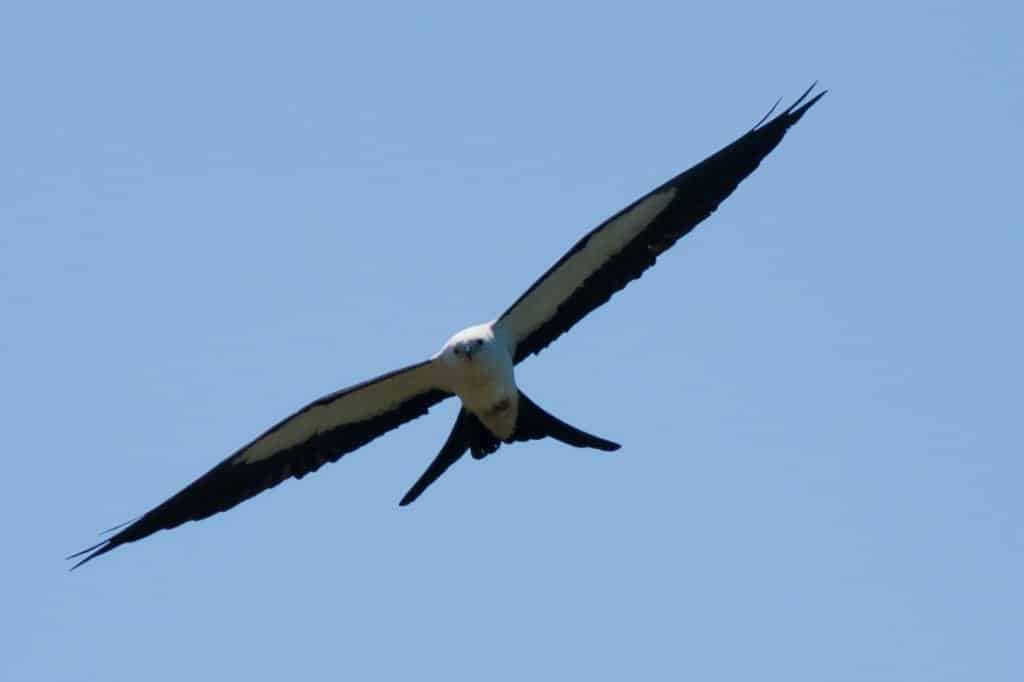 Swallow-tailed Kites Swallow-tailed Kites