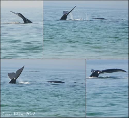 North Atlantic Right Whales off of Cape Cod North Atlantic Right Whales off of Cape Cod