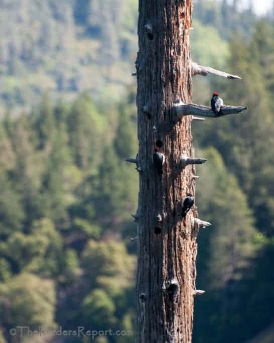 Hunting Purple Martins Hunting Purple Martins