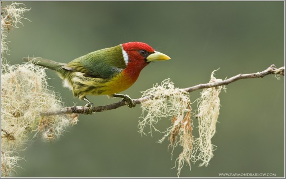 Birding in Costa Rica – Male Red-headed Barbet (Eubucco bourcierii) Birding in Costa Rica – Male Red-headed Barbet (Eubucco bourcierii)