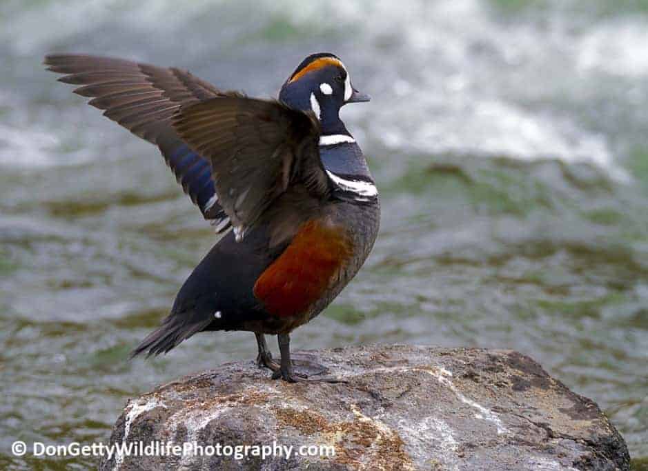 Yellowstone’s Harlequin Ducks Yellowstone’s Harlequin Ducks