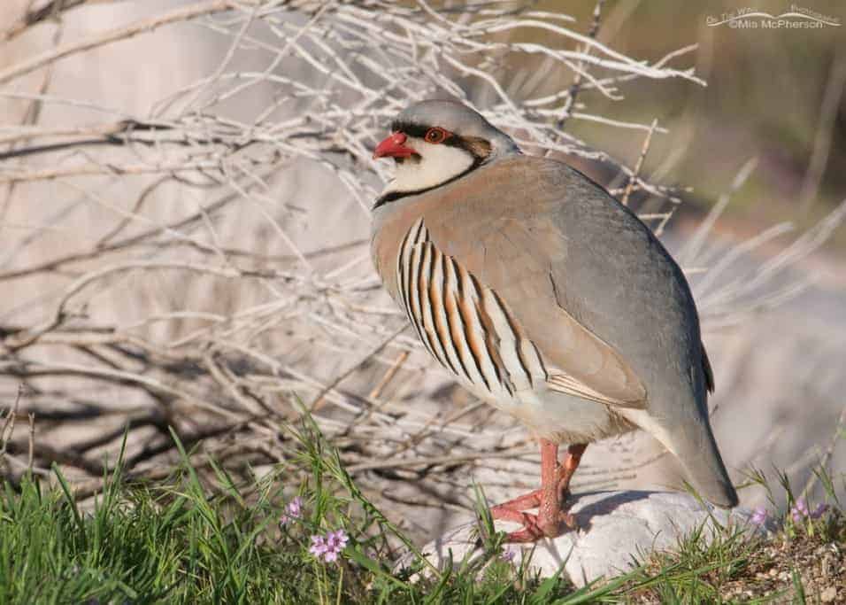 Spring Time Chukar Spring Time Chukar