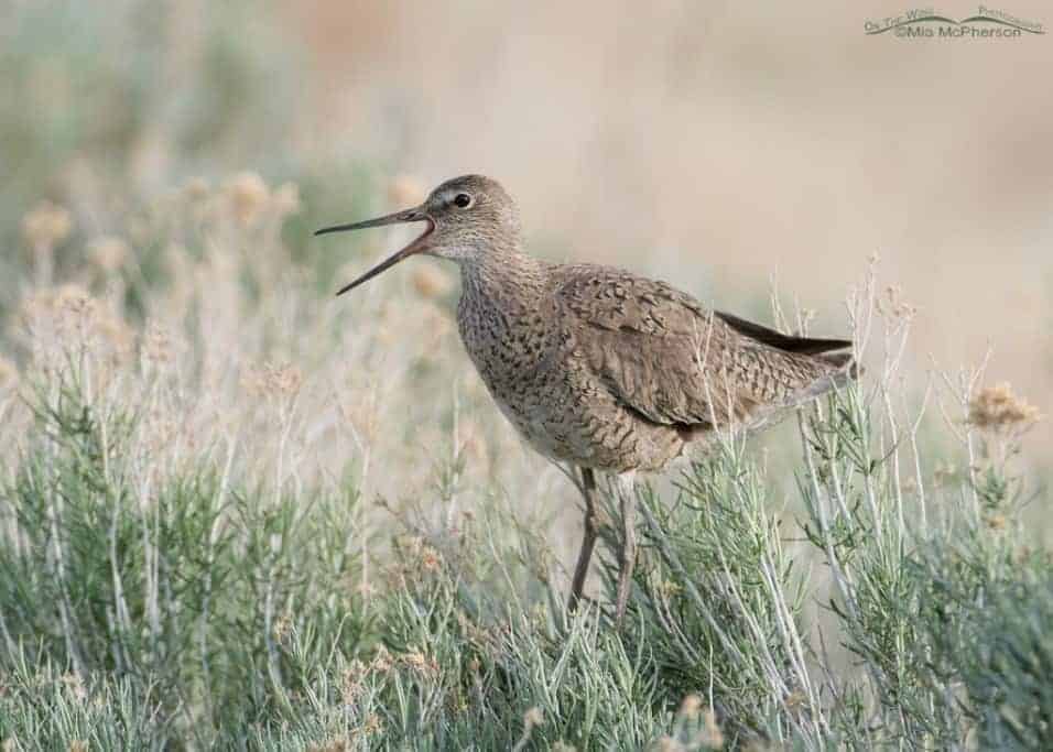 Willets – In Utah and Florida Willets – In Utah and Florida