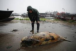 Yangtze finless porpoise on the edge of extinction Yangtze finless porpoise on the edge of extinction