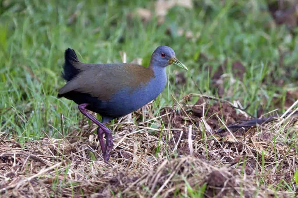 Birding in Brazil – Two more birds of short birding in Guarapuava, PR Birding in Brazil – Two more birds of short birding in Guarapuava, PR