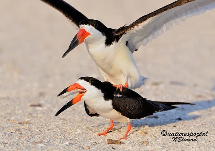 The Black Skimmers Return The Black Skimmers Return