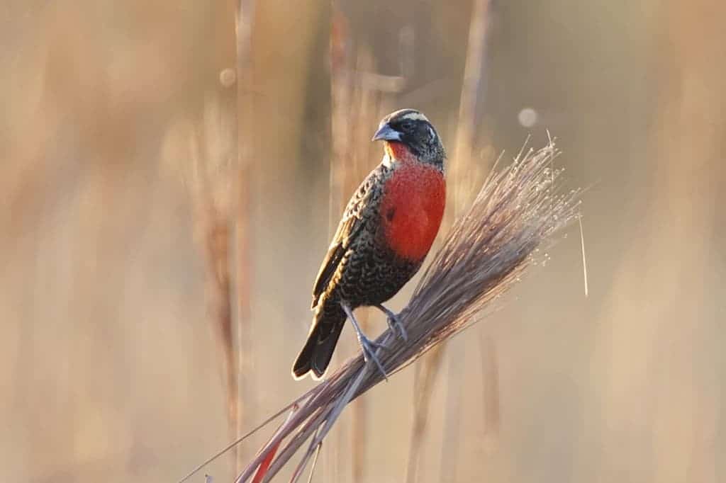 Birding in Brazil – investigating a marsh area Birding in Brazil – investigating a marsh area