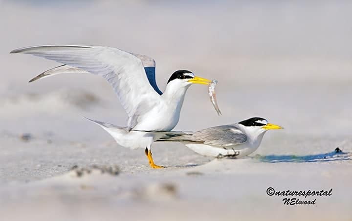 Florida’s Least Terns Florida’s Least Terns