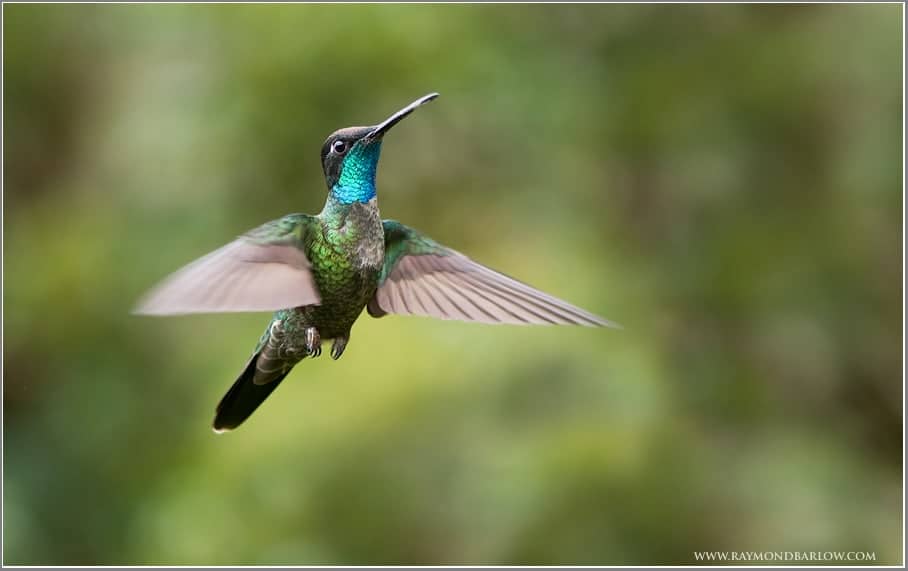 Raymond’s Costa Rica Birds Raymond’s Costa Rica Birds