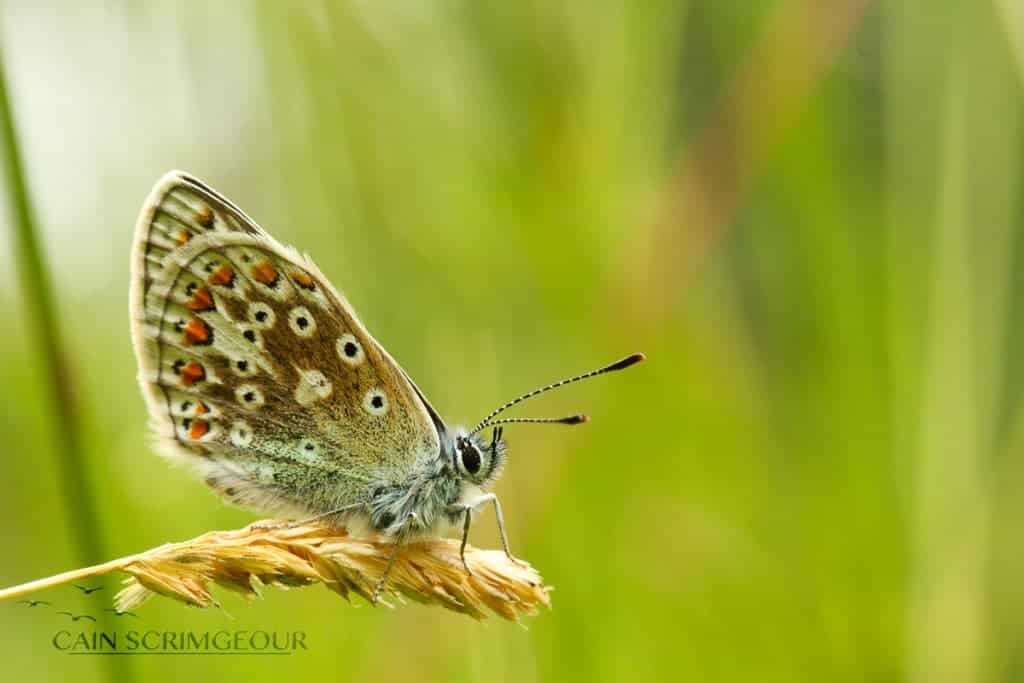 Common Blue Common Blue