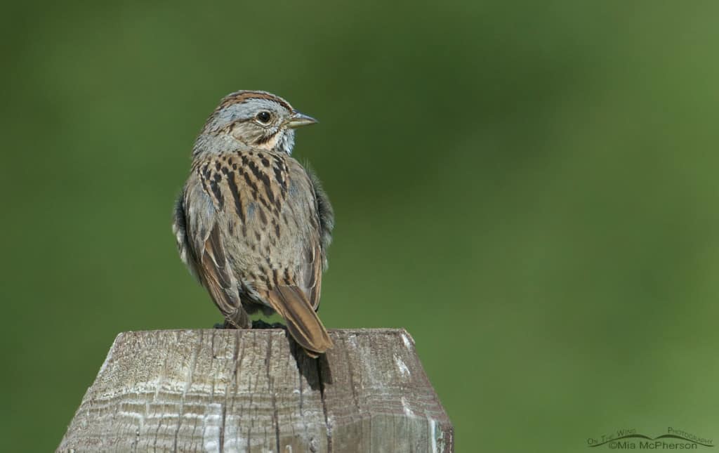 Lincoln’s Sparrow Lincoln’s Sparrow