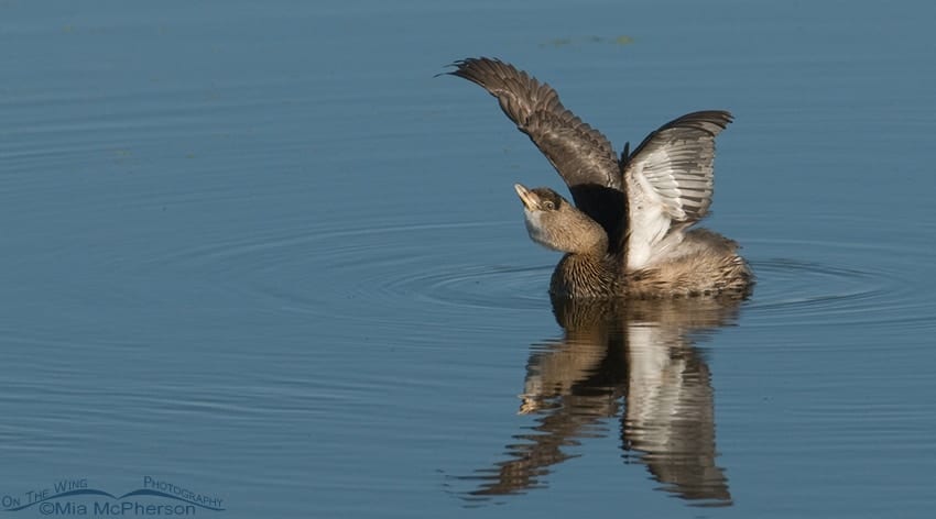 Pied-billed Grebe ~ This Bird is a Tease Pied-billed Grebe ~ This Bird is a Tease