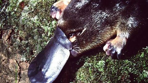 The Million Dollar Question – How Many Platypuses? The Million Dollar Question – How Many Platypuses?