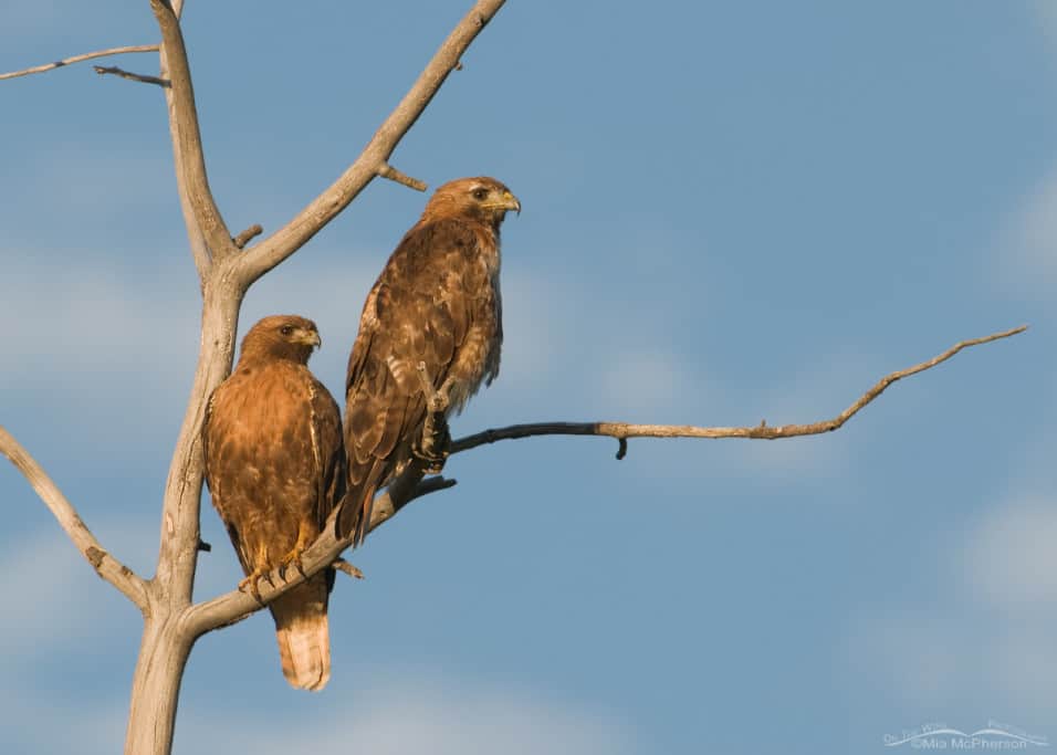 A pair of Red-tailed Hawks in early morning light A pair of Red-tailed Hawks in early morning light