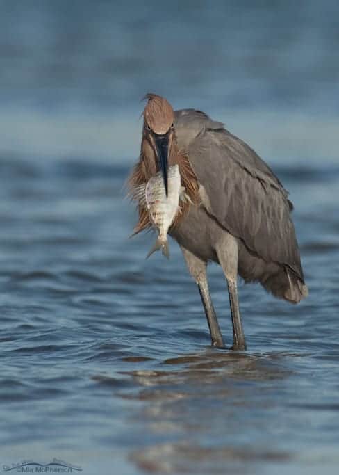 Reddish Egret Reddish Egret