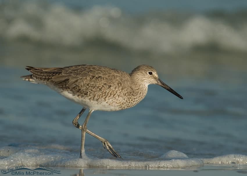 Willet in the surf of the Gulf of Mexico Willet in the surf of the Gulf of Mexico