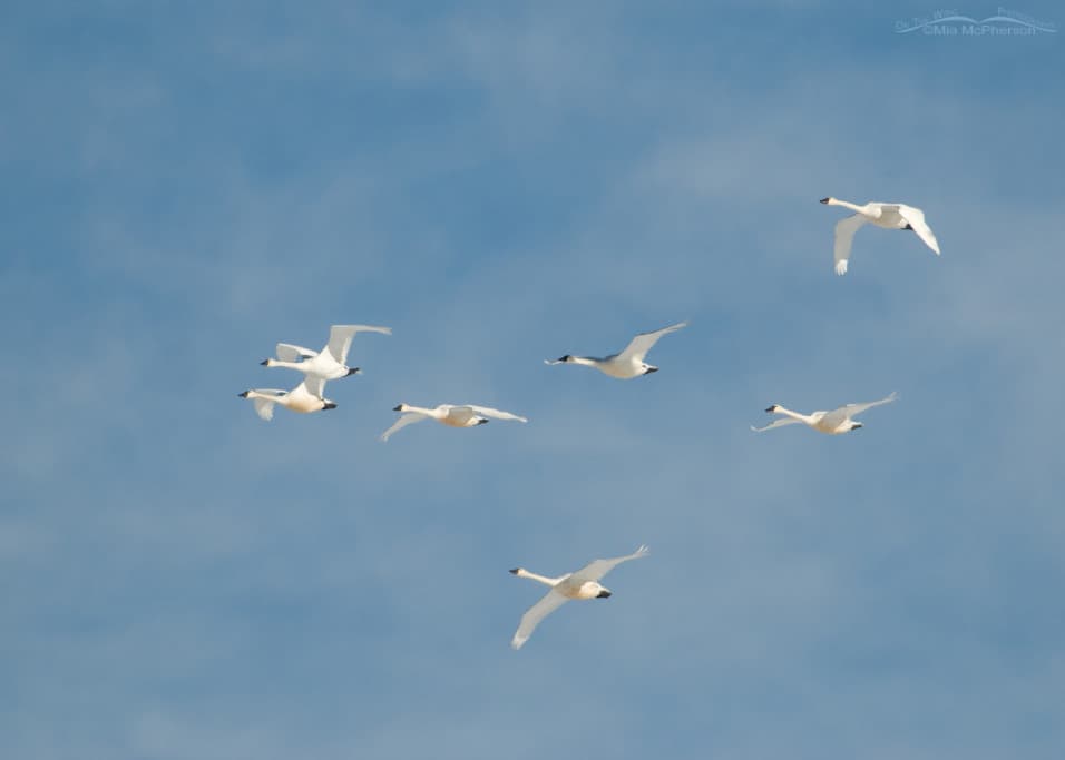Tundra Swans in Flight Tundra Swans in Flight