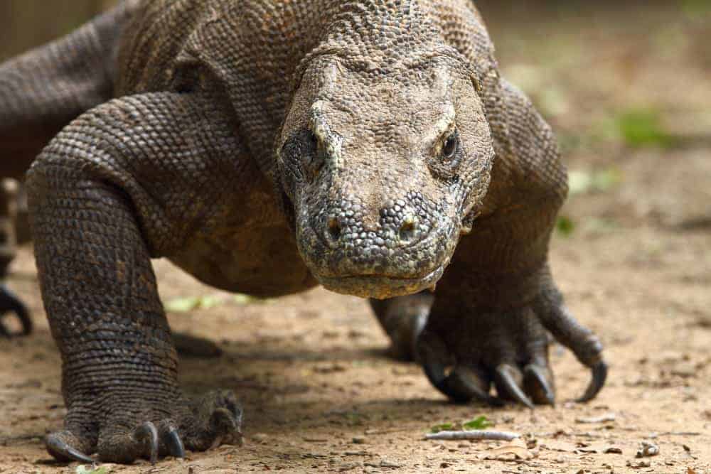 Most Popular and Widely-Read Wildlife Articles from 2012 Most Popular and Widely-Read Wildlife Articles from 2012