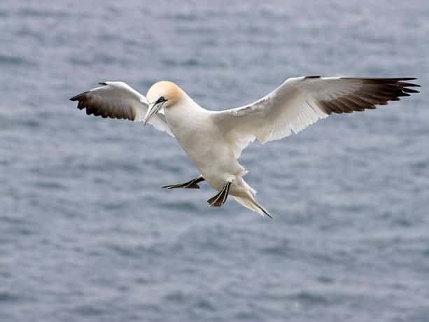 Gannets, Troup Head – North East Scotland Gannets, Troup Head – North East Scotland