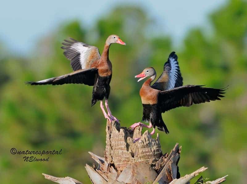 The Black-bellied Whistling Duck The Black-bellied Whistling Duck