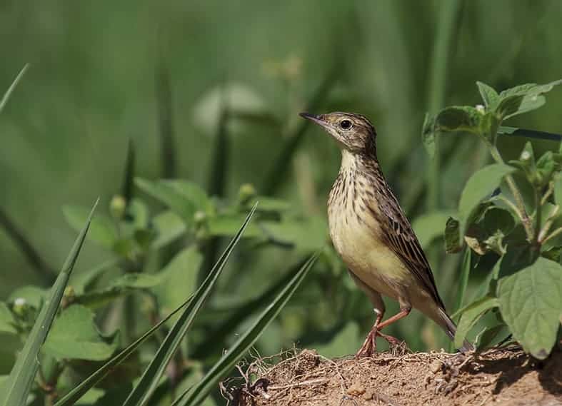 Yellowish Pipit (Anthus lutescens) Yellowish Pipit (Anthus lutescens)